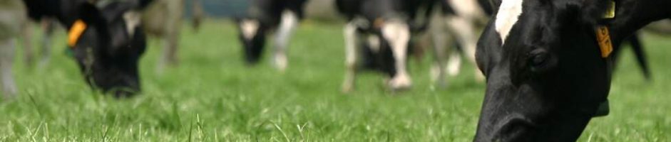 Resultaten project: Bepaling ammoniakemissie melkveebedrijven