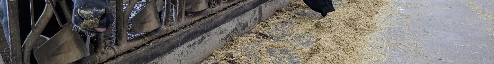 Hoe gezond is snijmais?