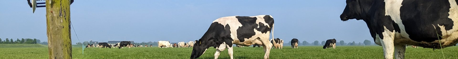 Het effect van weidegang op het saldo
