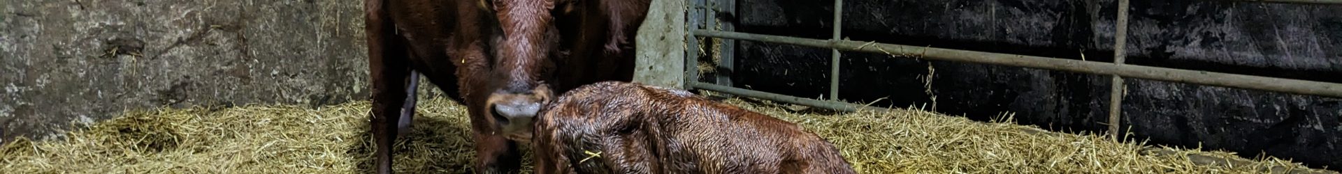 Ketose onder de loep