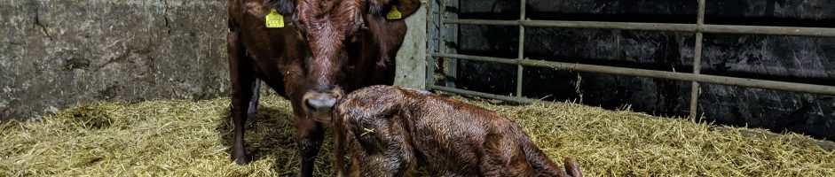 Ketose onder de loep