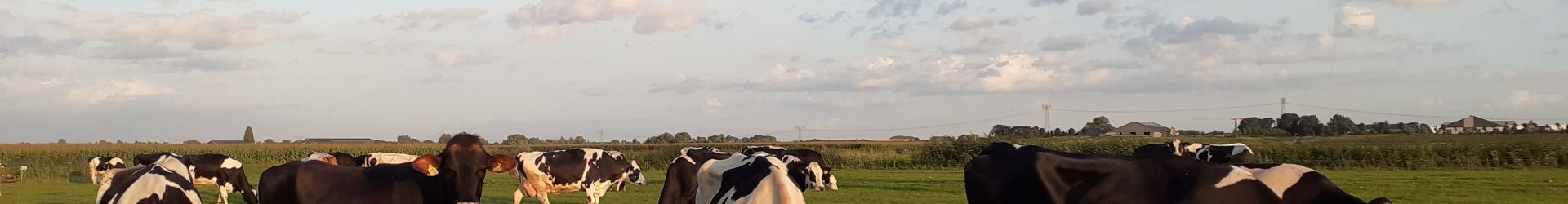 Waarom stoppen boeren met weidegang?
