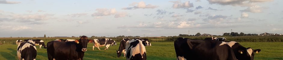 Waarom stoppen boeren met weidegang?